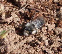 Image of Ashy Mining Bee