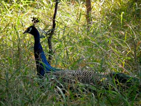 Image of Asiatic peafowl