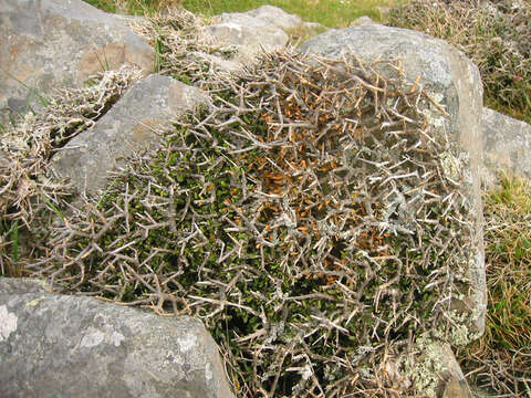 Image of Melicytus alpinus (Kirk) P. J. Garnock-Jones