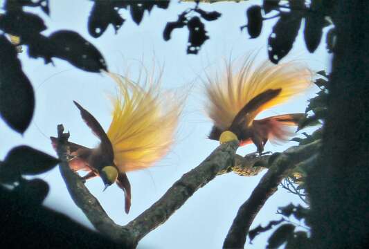 Image of Lesser Bird-of-Paradise