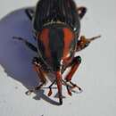 صورة Rhynchophorus cruentatus (Fabricius & J. C. 1775)