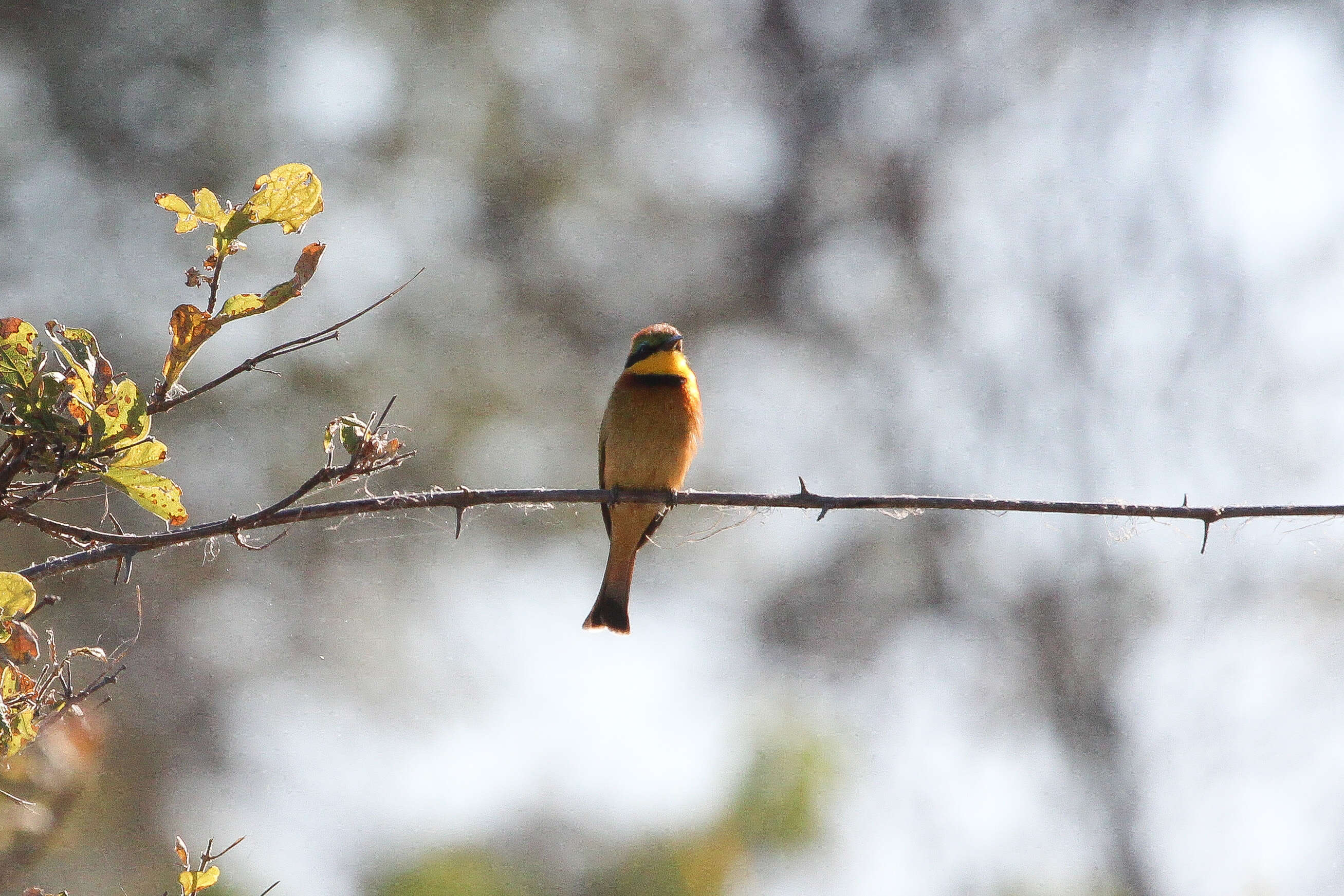 Image of Little Bee-eater