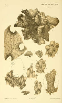 Image of Celleporoidea Johnston 1838