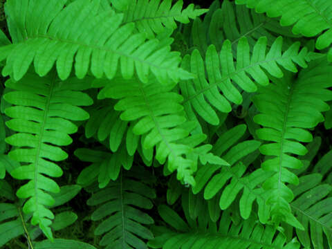 Image de Polypodium appalachianum Haufler & Windham