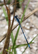 Image of bluet