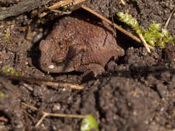 Image of Nile Valley Toad