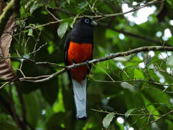 Image of Trogon Brisson 1760