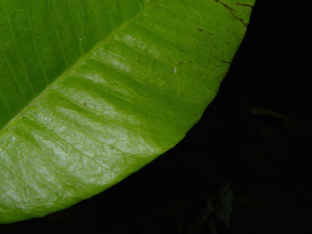 Image of Aspidosperma megalocarpon Müll. Arg.