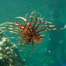 Image of Red lionfish