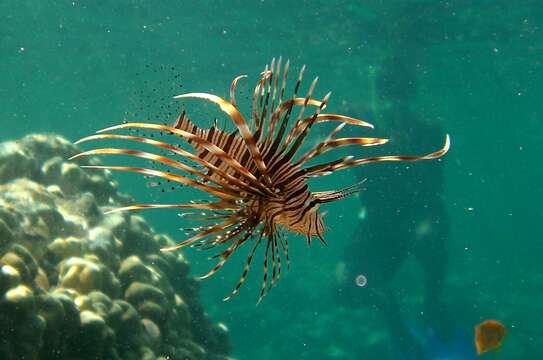 Plancia ëd Pterois