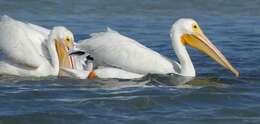 Image of American White Pelican