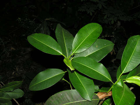 Ficus crassiuscula Warb. ex Standl.的圖片