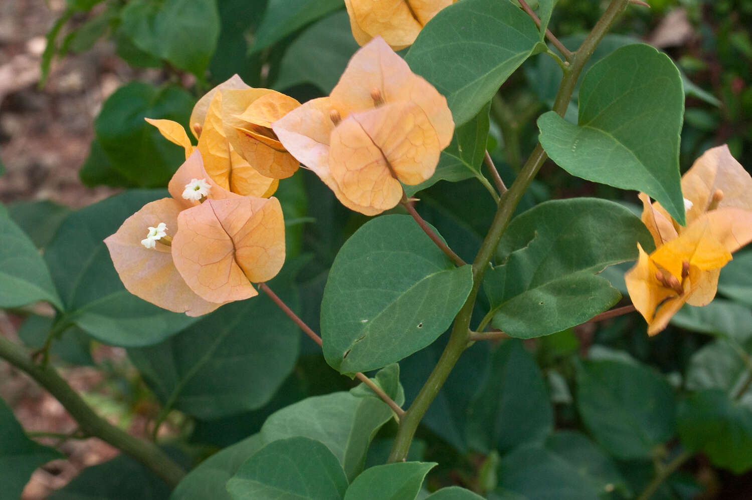 Image of paperflower