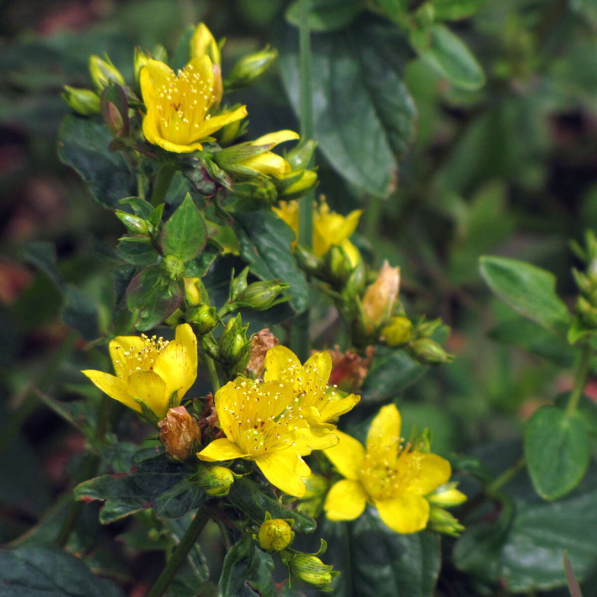 Image de Hypericum mitchellianum Rydb.