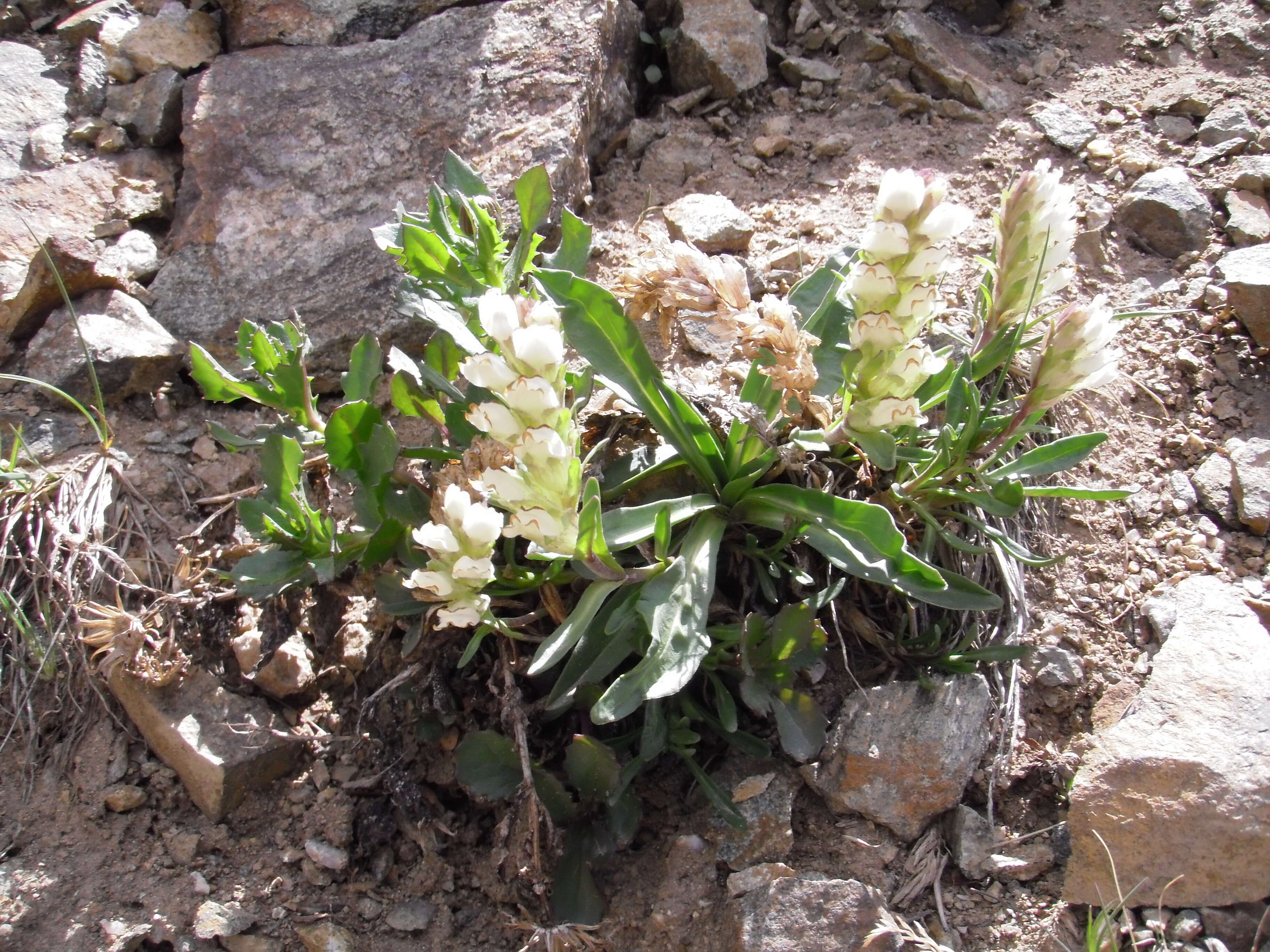 Imagem de Chionophila jamesii Benth.