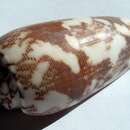 Image of Striated cone snail