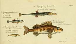 Image of Threespine Sticklebacks