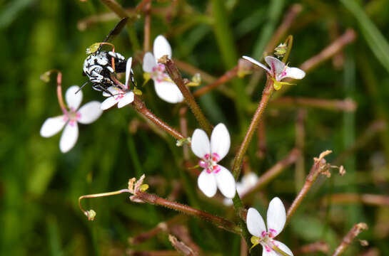 Sivun Stylidium crassifolium R. Br. kuva