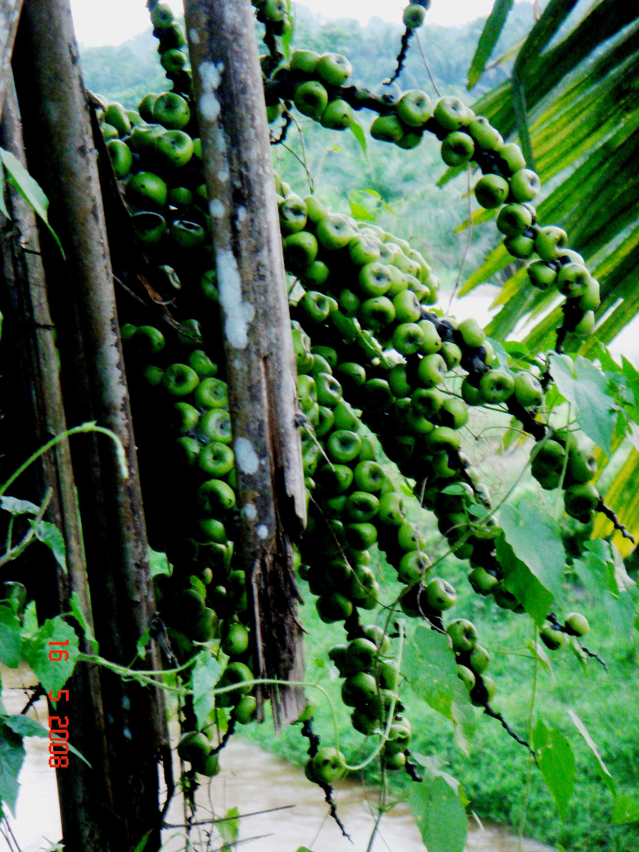 Image of Arenga obtusifolia Mart.