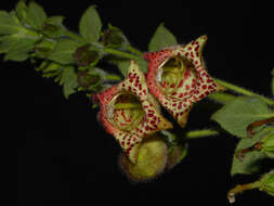 Sivun Kohleria allenii Standl. & L. O. Williams kuva