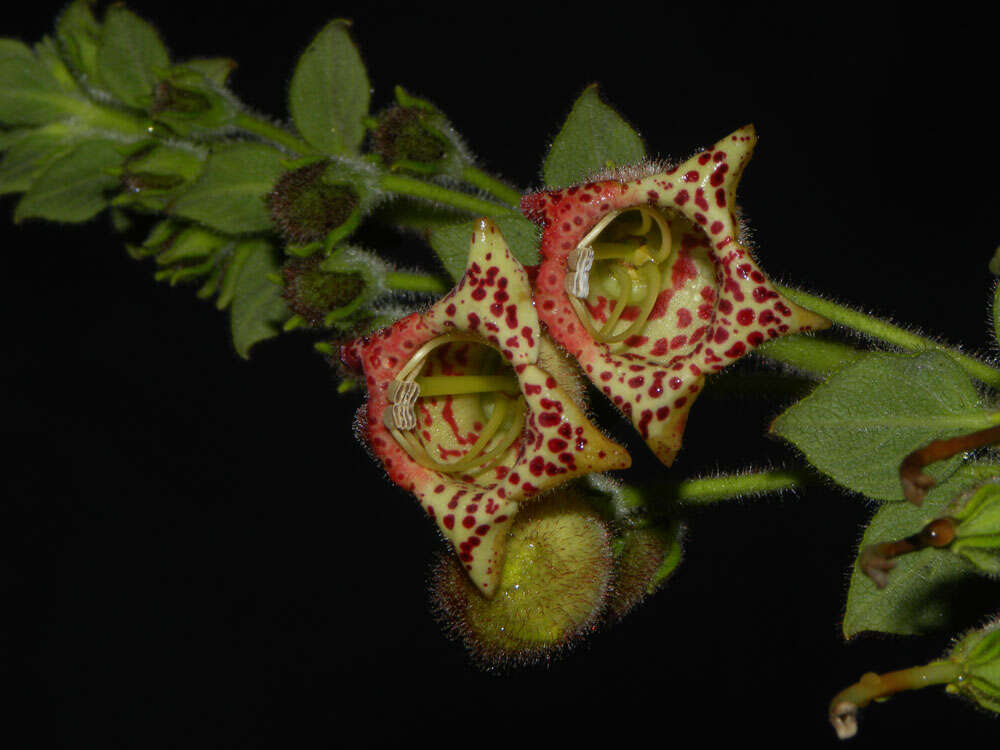 Sivun Kohleria allenii Standl. & L. O. Williams kuva