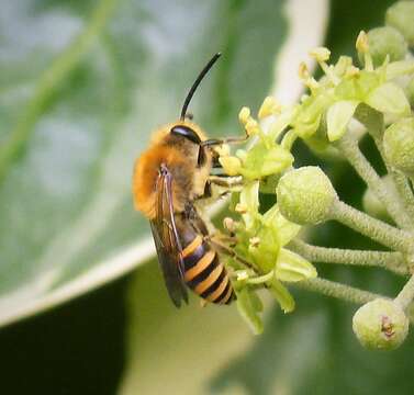 Image of Cellophane bees