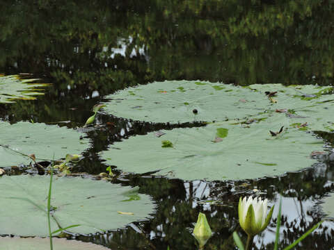 Image of Dotleaf waterlily