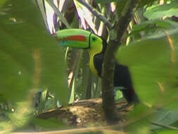 Image of Ramphastos sulfuratus brevicarinatus Gould 1854