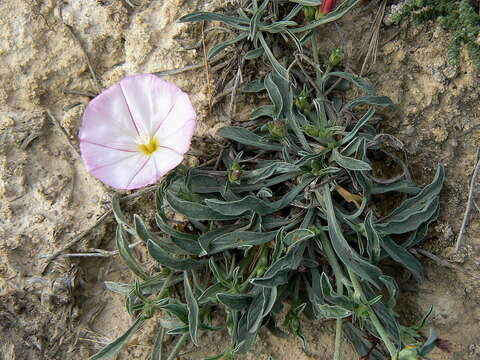 Image of Convolvulus lineatus L.