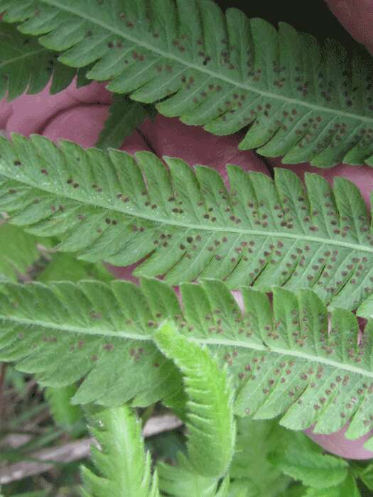 Image of stately maiden fern