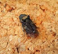 Image of Eared Leaf-hopper