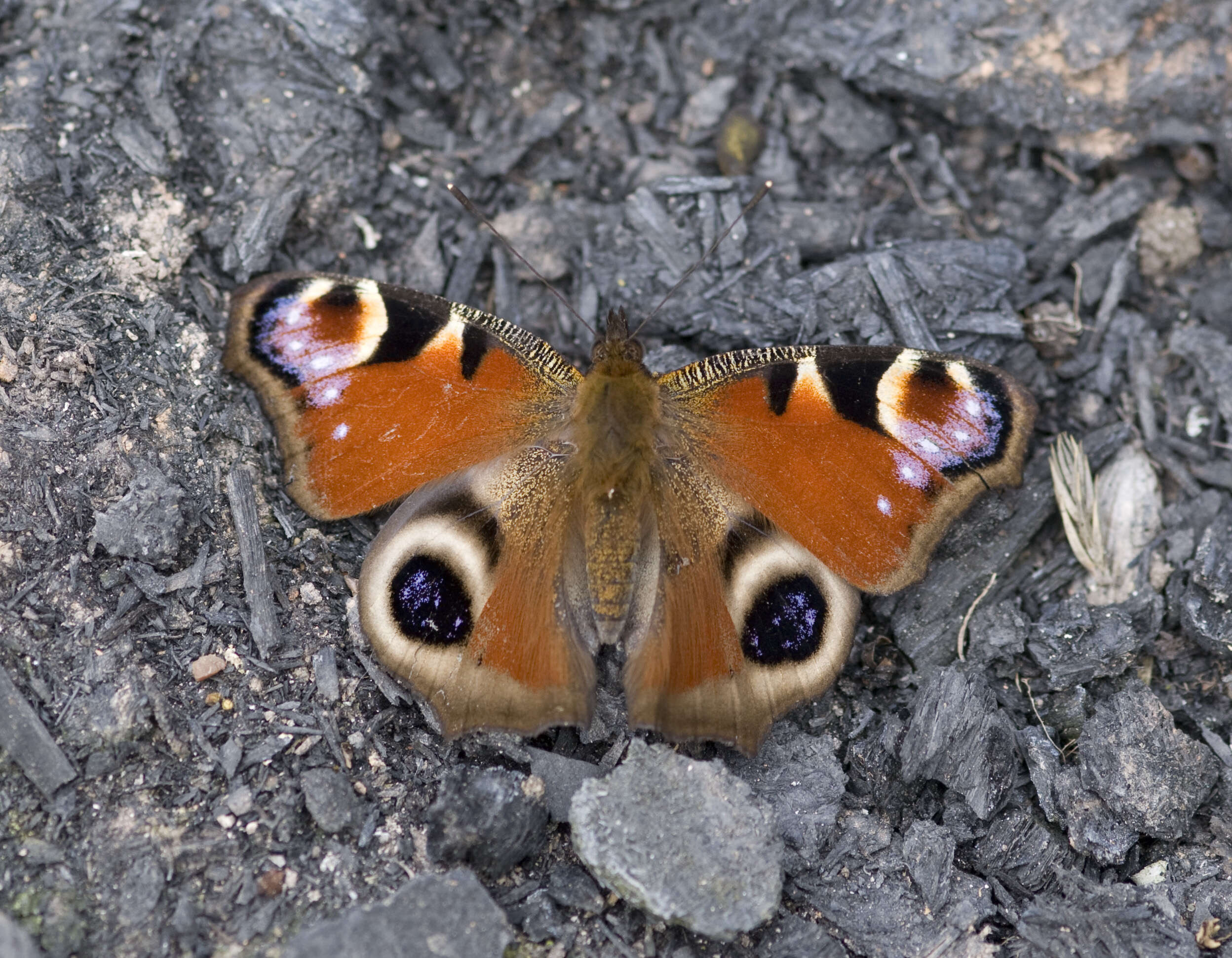 Imagem de Nymphalidae