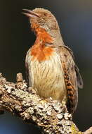 Image of Wryneck