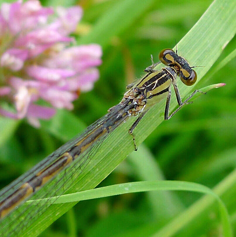 Image of bluet