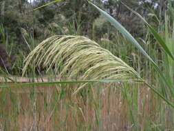 Image of reed