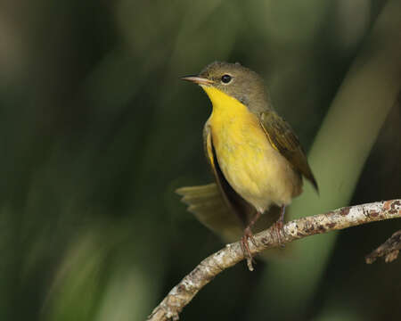 Geothlypis Cabanis 1847 resmi