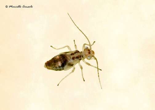 Image of Graphopsocus