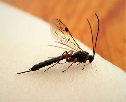 Image of Parasitoid wasp