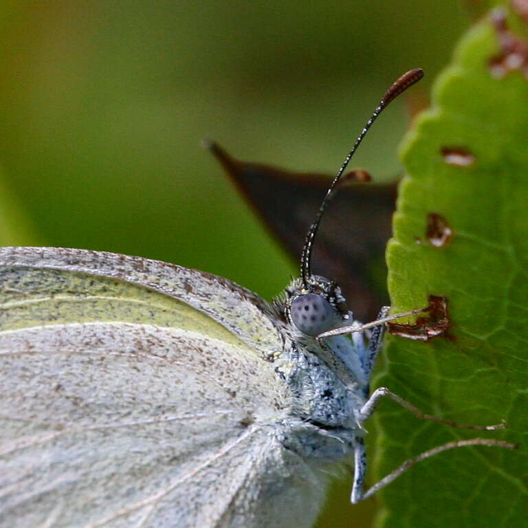 Image of Eurema