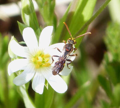 Image of Nomada ruficornis (Linnaeus 1758)