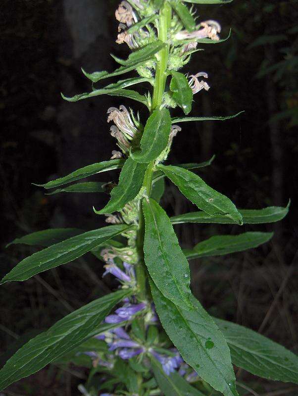 Image of lobelia