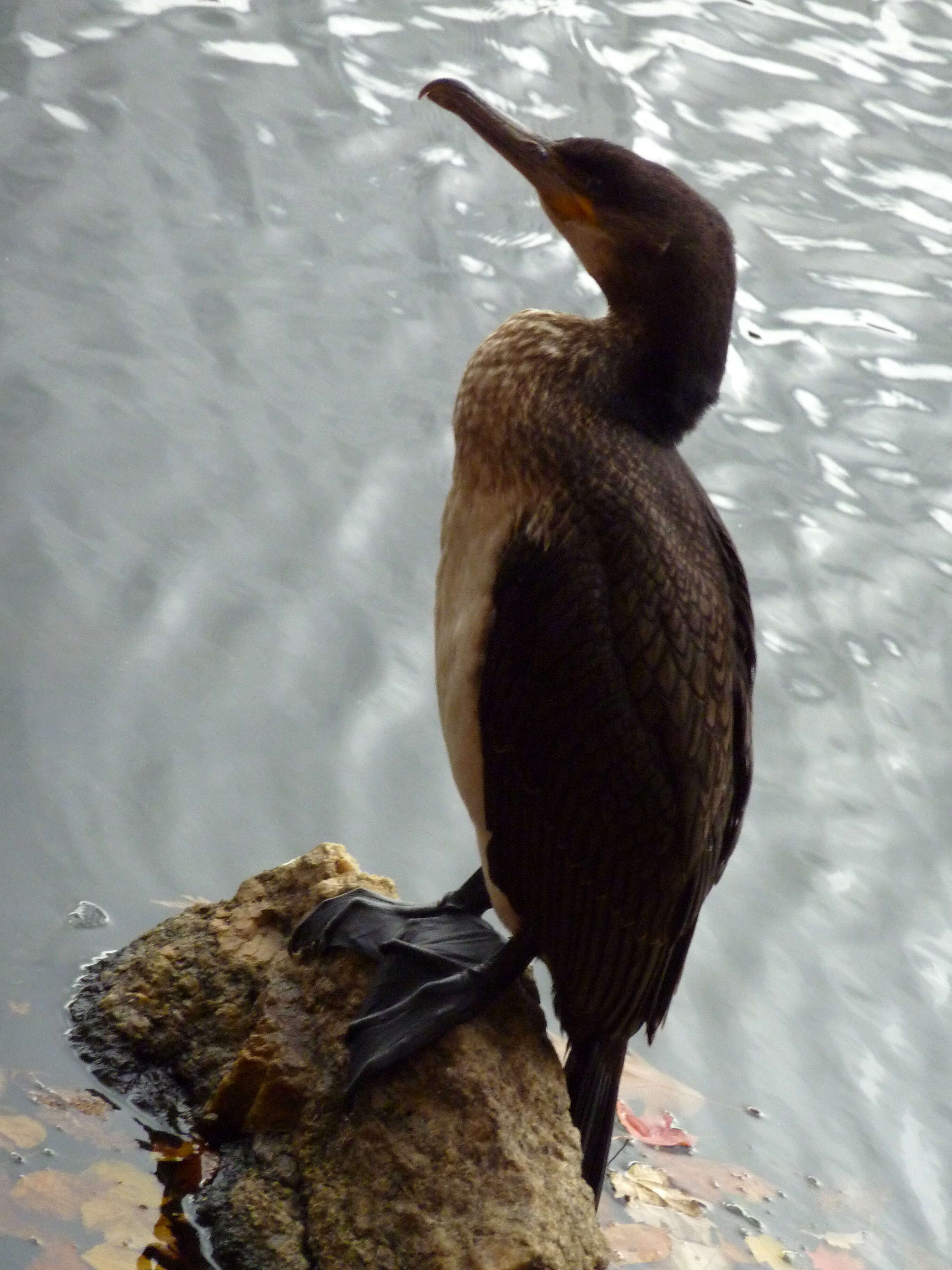 Image of Phalacrocorax Brisson 1760