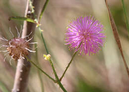 Image of fourvalve mimosa