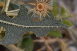 Image of prickly lettuce