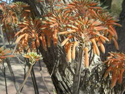 Image of Aloe