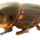 Image of <i>Serrophorus seniculus</i>