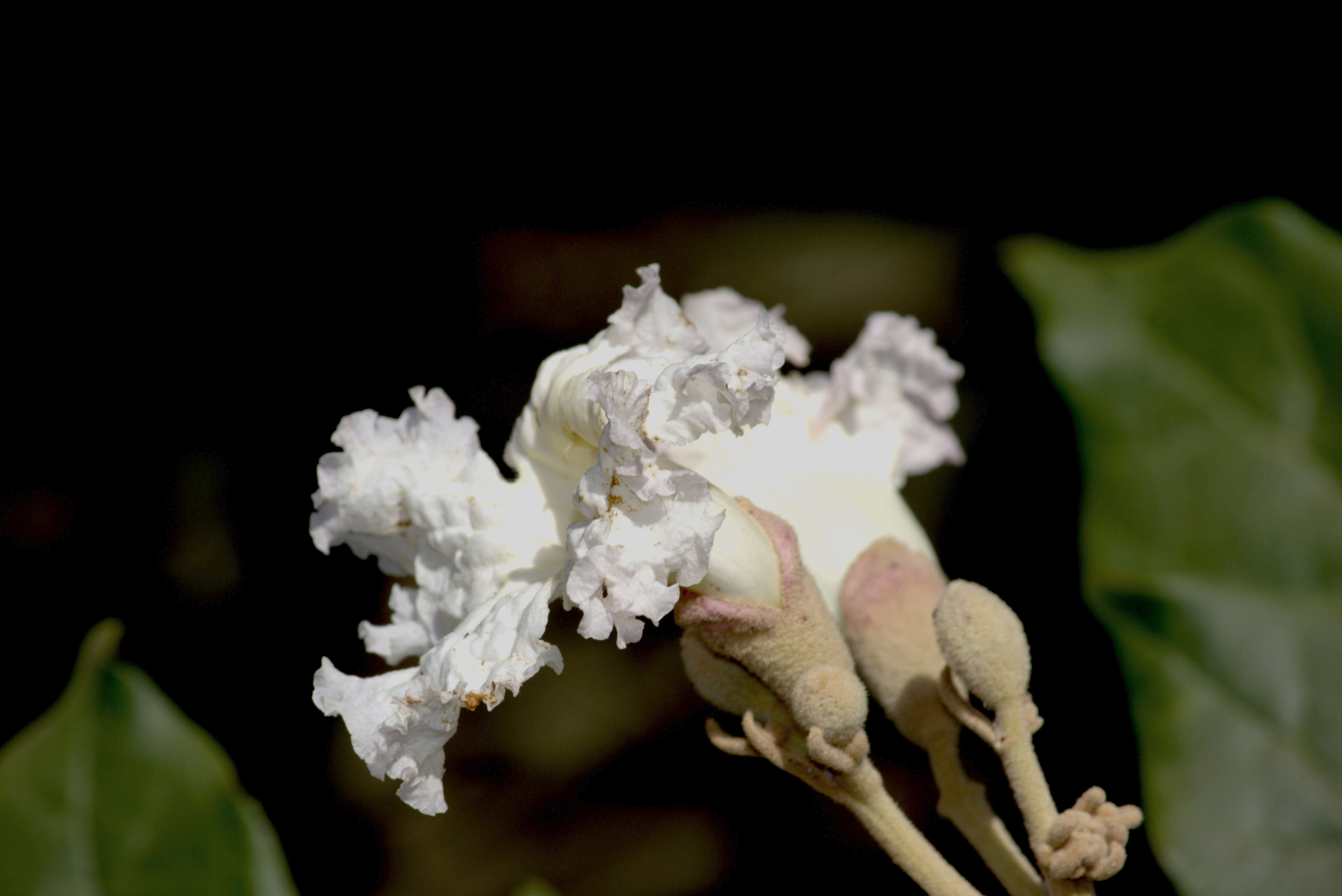 Imagem de Heterophragma quadriloculare (Roxb.) K. Schum.