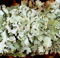 Image of Varied Rag Lichen