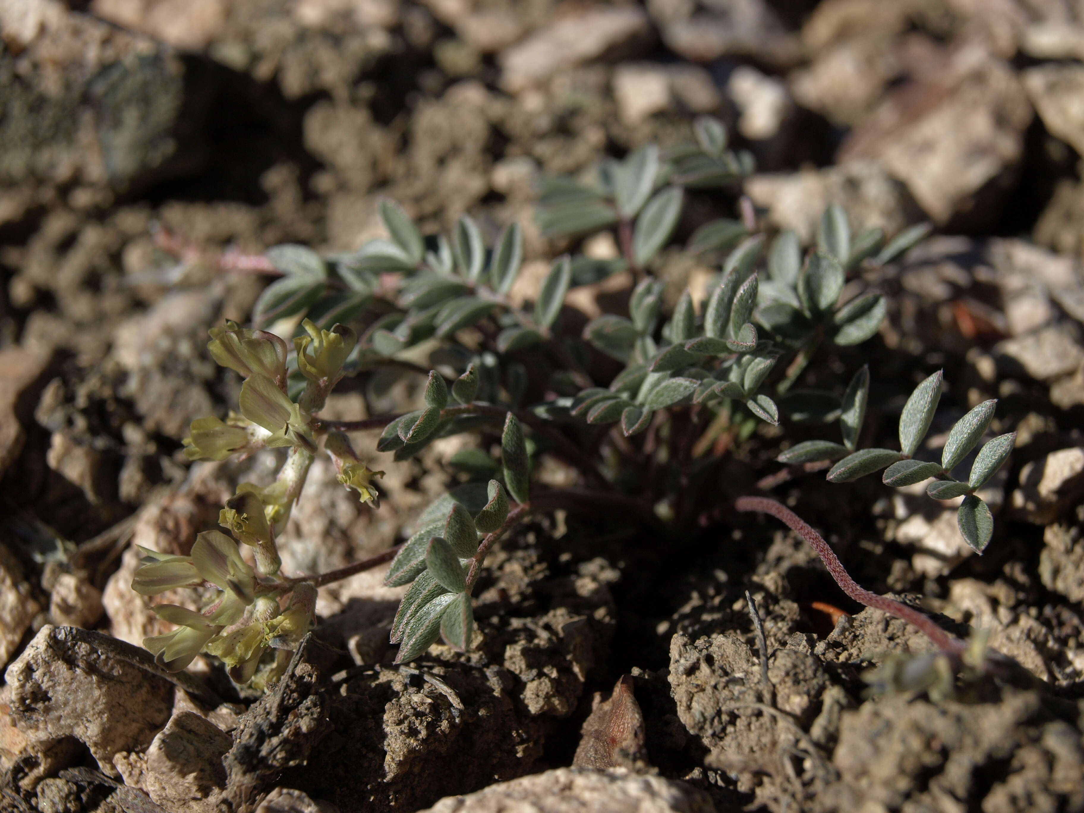 Image of broadkeel milkvetch