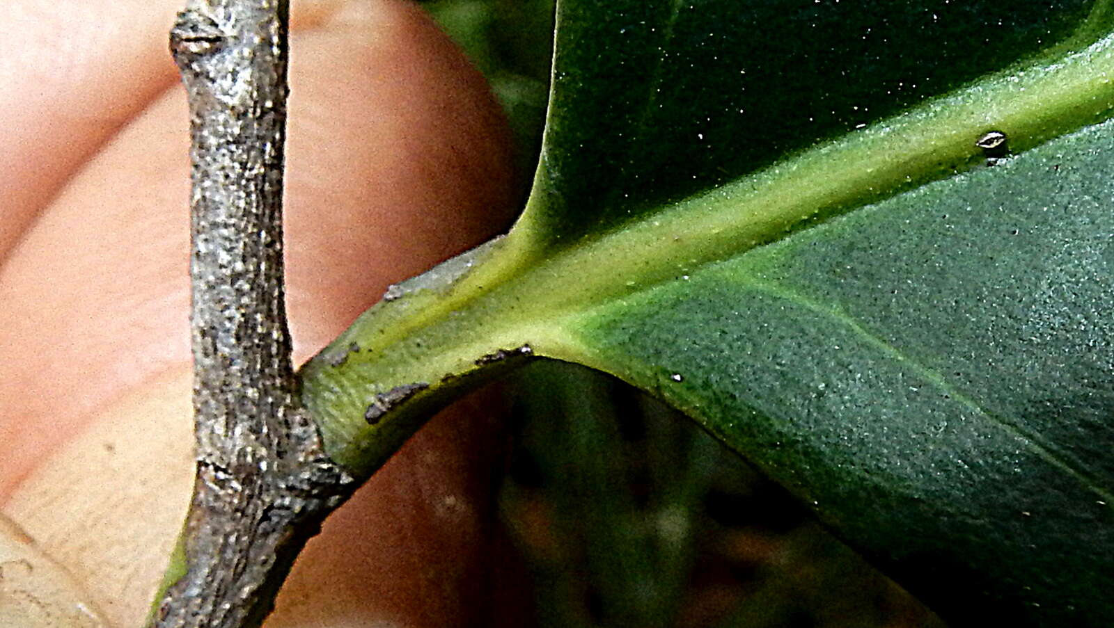 Image of Casearia melliodora Eichler